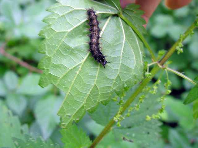 Bruco di Araschnia levana